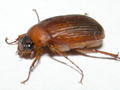 Serica brunnea